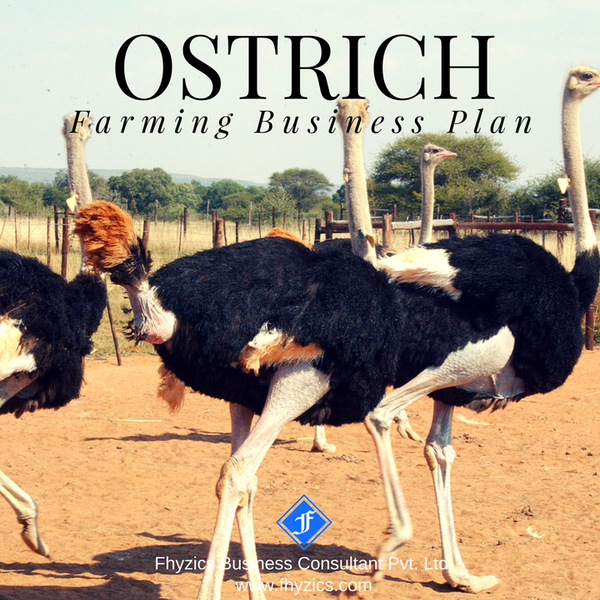 Ostrich-Farming-Business-Plan